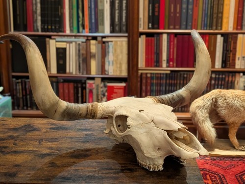 Schädel stierschädel stier - stierschädel,