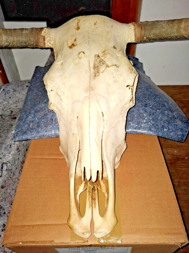 Stier rinderschädel - stier., /rinderschädel