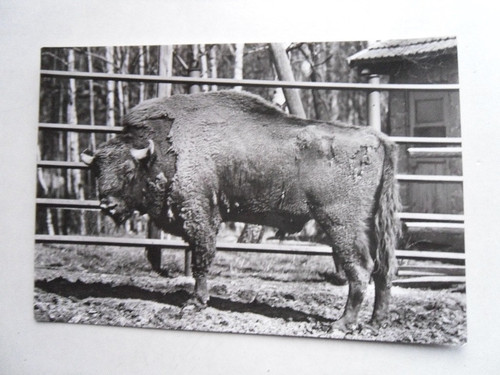 Hirschfeld tierpark wisent - hirschfeld,