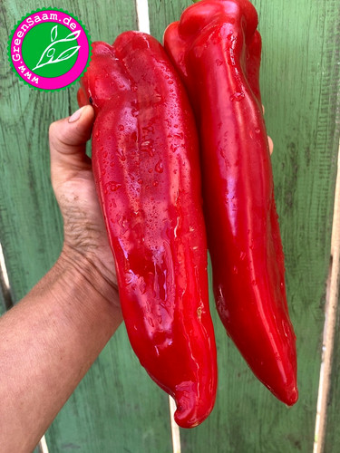 Corno torro rosso 10 - rosso, 10+