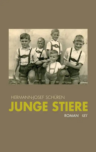 Junge stiere - junge,